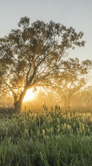 Scenic country in Balranald